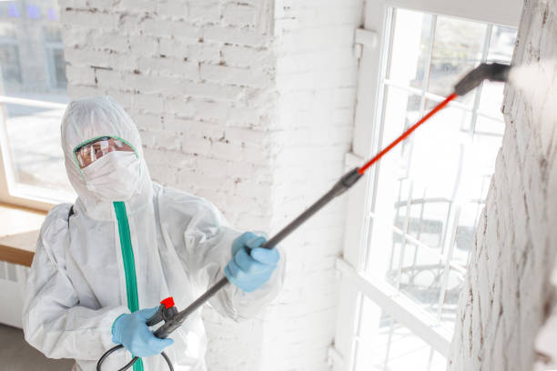 Mold Odor Removal Services in Northfield, KY